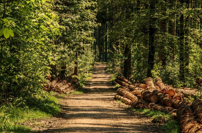 1923-2023: Cento anni di vincolo idrogeologico e forestale applicazione gestione e prevenzione stato dell'arte e prospettive future