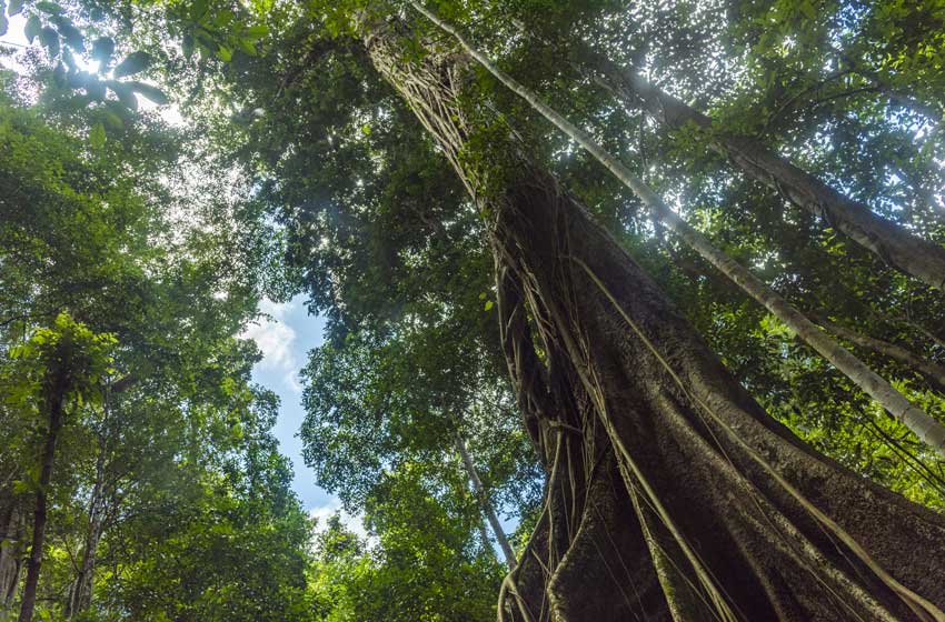 Forestazione urbana: 40 milioni di Euro per un milione di nuovi alberi e arbusti. Tutti i progetti PNRR ammessi al finanziamento 