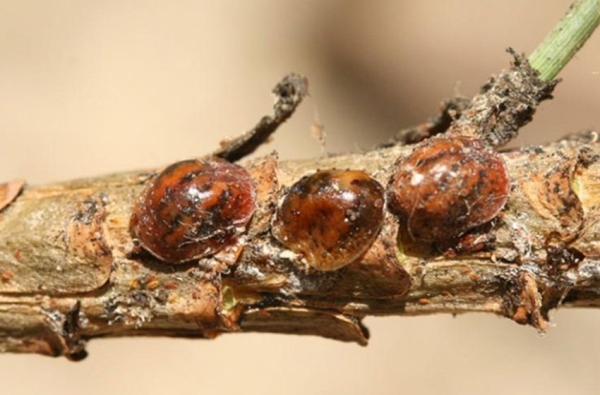 Santa Marinella, misure di contrasto alla cocciniglia tartaruga