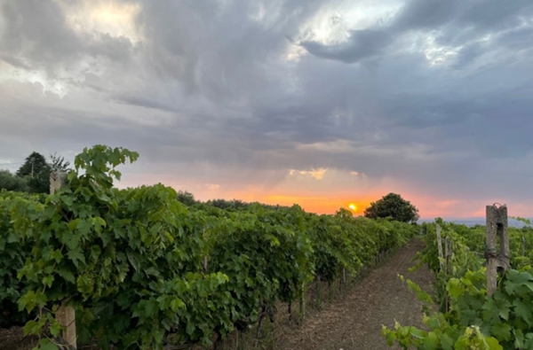 Così come eravamo: storie e tradizioni della vendemmia ai Castelli Romani